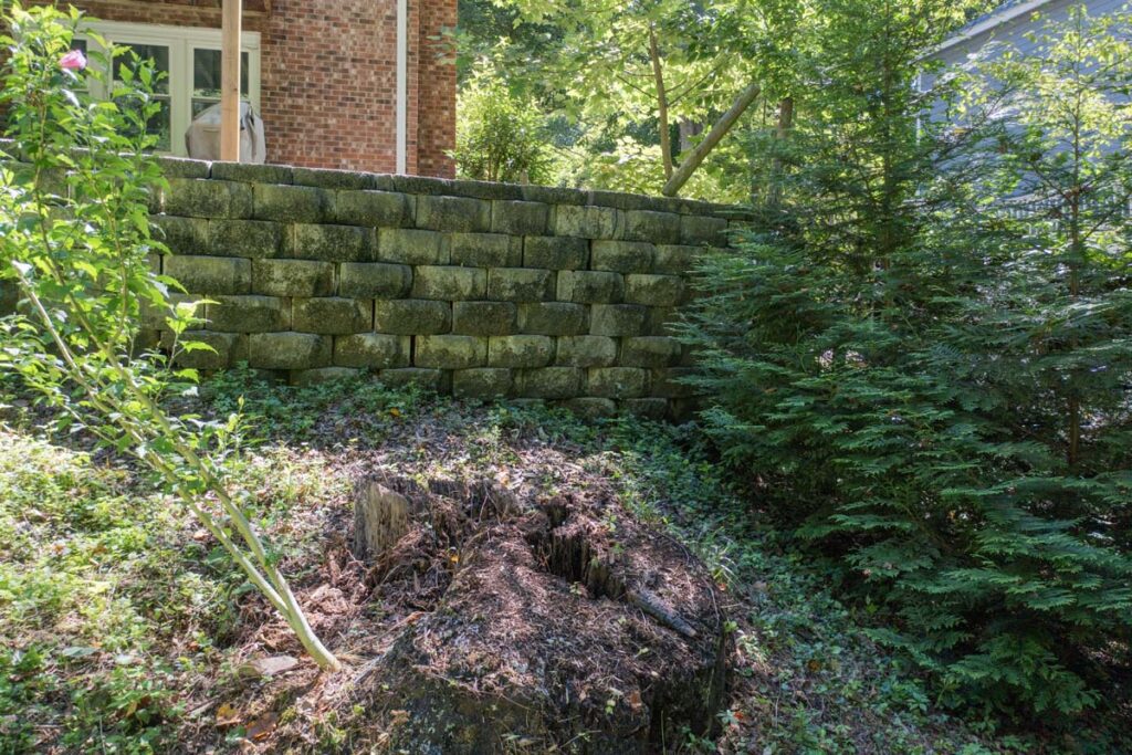 Close up of initial retaining wall of Rushing Brook with tree stump